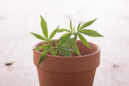 タイ東北部で大麻一鉢育てていたおばあさん牢屋に２４時間！