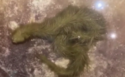 タイ面白動物ニュース！緑色の毛皮のトカゲ＆サルの水遊び用の池を用意