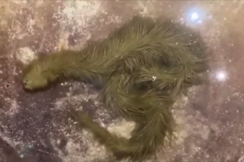 タイ面白動物ニュース！緑色の毛皮のトカゲ＆サルの水遊び用の池を用意