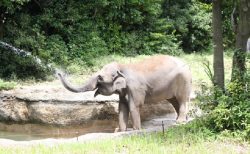 タイ東北部の野生動物保護区、GPS付首輪でゾウの居場所確認開始