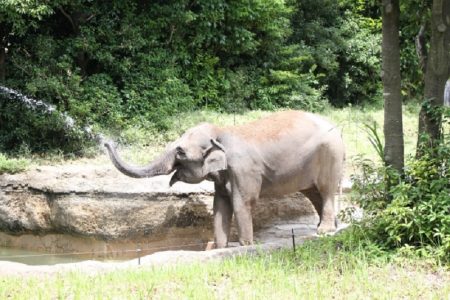 タイ東北部の野生動物保護区、GPS付首輪でゾウの居場所確認開始