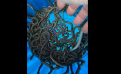 閲覧注意！タイの下水道からヘビの大群＆中国人観光客、警備員を襲う