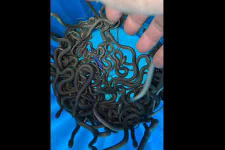 閲覧注意！タイの下水道からヘビの大群＆中国人観光客、警備員を襲う