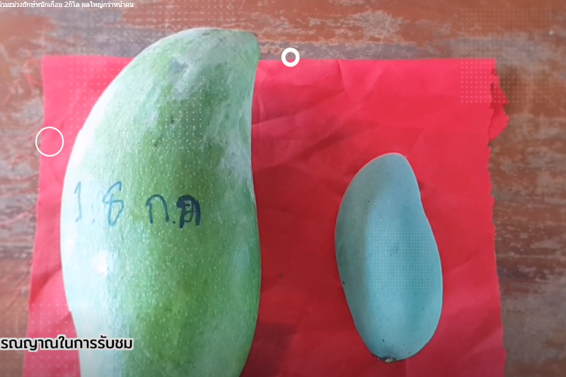 タイ面白ニュース！巨大マンゴーを収穫＆映画館でゲームをエンジョイ