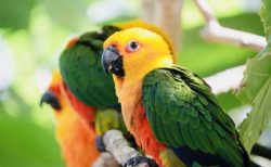 タイ面白ニュース！鳥オークション総額２００万B＆ヒントを頼りに現金を探せ