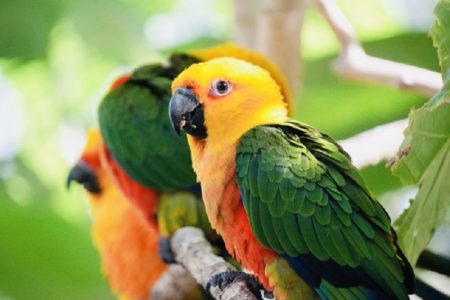 タイ面白ニュース！鳥オークション総額２００万B＆ヒントを頼りに現金を探せ