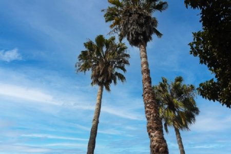 タイ驚き事故ニュース！ヤシが頭を直撃死亡＆少女側溝に落ちる