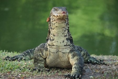 タイ珍ニュース！トカゲで道路冠水＆チョンブリ県の変な住人多数地域