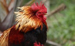 タイ大麻ニュース！ニワトリの餌に使用＆合法化祝い名前を変更