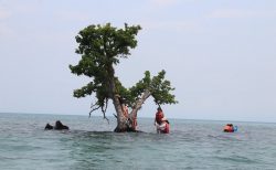 タイ観光ニュース！SNS映えする島の危機＆ラン島で人口サンゴ礁設置