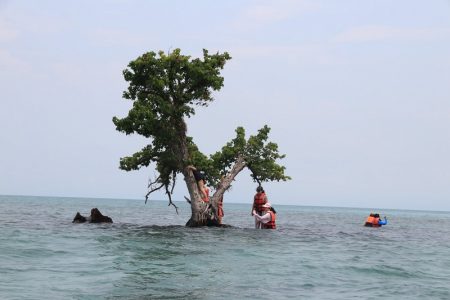 タイ観光ニュース！SNS映えする島の危機＆ラン島で人口サンゴ礁設置