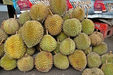 タイ珍事件！ドリアン苗木を密輸出で逮捕＆闘鶏のために密入国し撃たれる