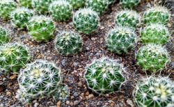 タイ盗難事件！サボテン２００鉢盗まれる＆タクシーを盗む