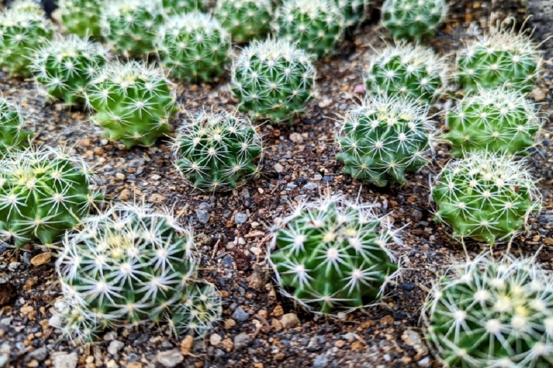 タイ盗難事件！サボテン２００鉢盗まれる＆タクシーを盗む