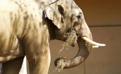 タイを象徴する動物であるゾウがゾウ使いを刺す！