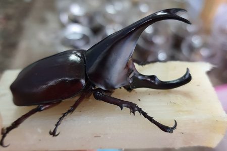 タイ北部の男性、カブトムシで一攫千金！