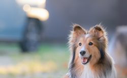 バンコク珍ニュース！コンドで犬飼育大量罰金＆大都会の真ん中でワニ発見