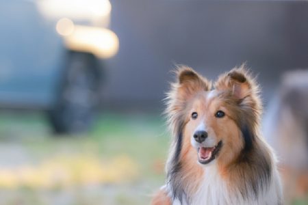 バンコク珍ニュース！コンドで犬飼育大量罰金＆大都会の真ん中でワニ発見