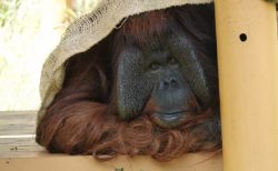 タイ珍ニュース！Hなオランウータン＆危険過ぎるタクシー運転手