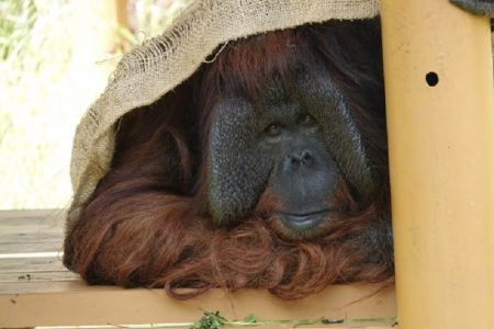 タイ珍ニュース！Hなオランウータン＆危険過ぎるタクシー運転手