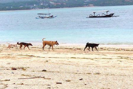 タイ珍外国人事件！犬を使って詐欺＆３０万B相当のスーツケースを盗む