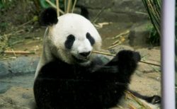 タイほのぼのニュース！外人少女を救出＆チェンマイのパンダ２１歳誕生日