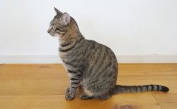 タイ動物珍ニュース！テロで猫がPTSDに＆ゾウに高速で突っ込んだ男