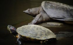 タイ珍ニュース！カメに噛まれ中指を切断寸前＆ペットのコブラに噛まれる