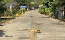 タイ残虐事件！ペットの犬を殺して食べた麻薬中毒男