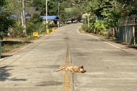 タイ残虐事件！ペットの犬を殺して食べた麻薬中毒男