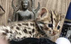 タイ動物ニュース！ベンガルヤマネコの赤ちゃん保護＆乱暴猿２匹保護移送