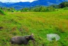 タイ珍ニュース！息子が祖父母に誘拐された