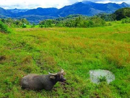 タイ面白ニュース！チャンピオン水牛の精液で月収100万バーツ