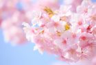 タイ面白ニュース！桜をバックに着物を着て日本観光気分