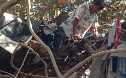 タイ珍ニュース！木の上に３年も住む男性、その理由とは？