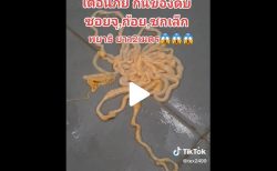 タイ生物珍ニュース！生肉好き男性から２Mサナダムシ＆金色のコブラは幸運不運？