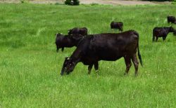 タイ詐欺事件！偽警官、牛を安く買わないかともちかける