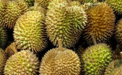 ドリアン盗難に対しタイ警察が立ち上がる！