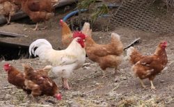 タイ珍ニュース！養鶏所で100羽以上の盗難、犯人は誰だ！？