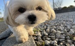 タイ鬼畜事件！嫉妬から彼女に犬の＊を食べさせ、犬を撲殺