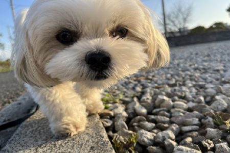 タイ鬼畜事件！嫉妬から彼女に犬の＊を食べさせ、犬を撲殺