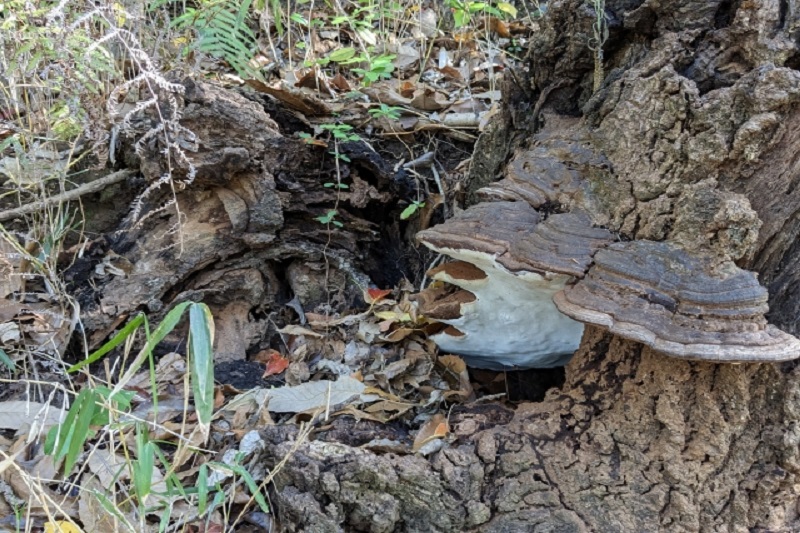 タイ奇跡生還ニュース！キノコ採りで森で２泊３日不明