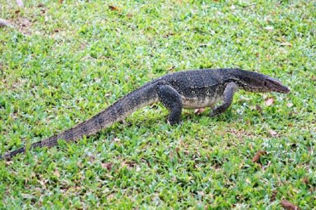 タイ爬虫類ニュース！チョンブリー県民家にオオトカゲが出現