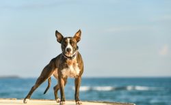 タイ悲哀ニュース！飼い主に残された犬たちが共食い
