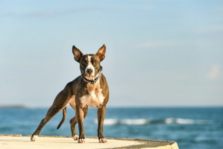 タイ悲哀ニュース！飼い主に残された犬たちが共食い