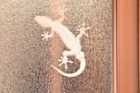 タイ珍ニュース！トッケイヤモリの幽霊出没で困る