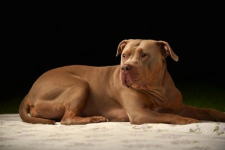 タイ惨劇ニュース！ピットブルが飼い主を噛み殺す