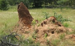 タイ珍ニュース！不思議なアリ塚＆教室に蛇侵入でパニック