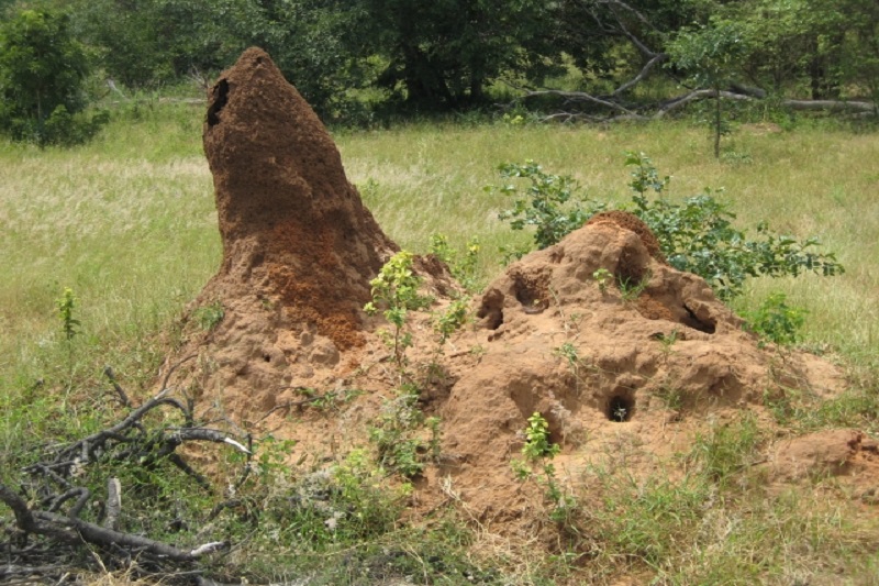 タイ珍ニュース！不思議なアリ塚＆教室に蛇侵入でパニック