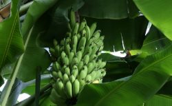 タイニュース！妊婦さんバイク事故で危機一髪＆３階から落下で危機一髪